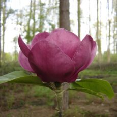 5038838089008 1 Magnolia Black Tulip Dark Purple12L.jpg